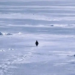 The Nietzschean Penguin walking alone